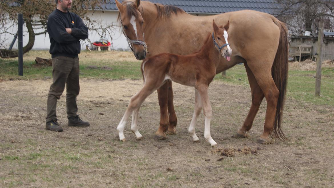 Anden særlig race Lilletværmose gårdens Ravallo billede 5