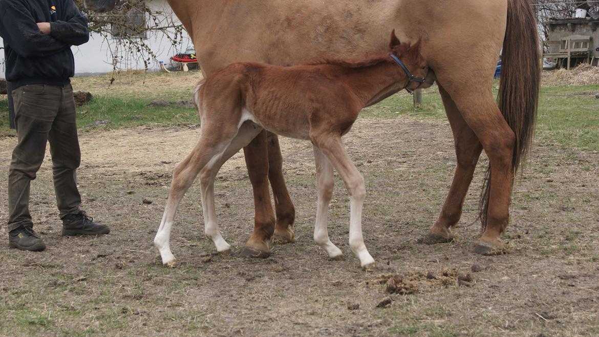 Anden særlig race Lilletværmose gårdens Ravallo billede 6