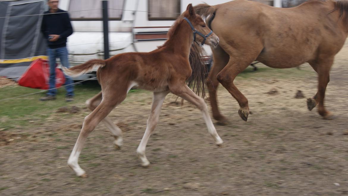 Anden særlig race Lilletværmose gårdens Ravallo billede 7
