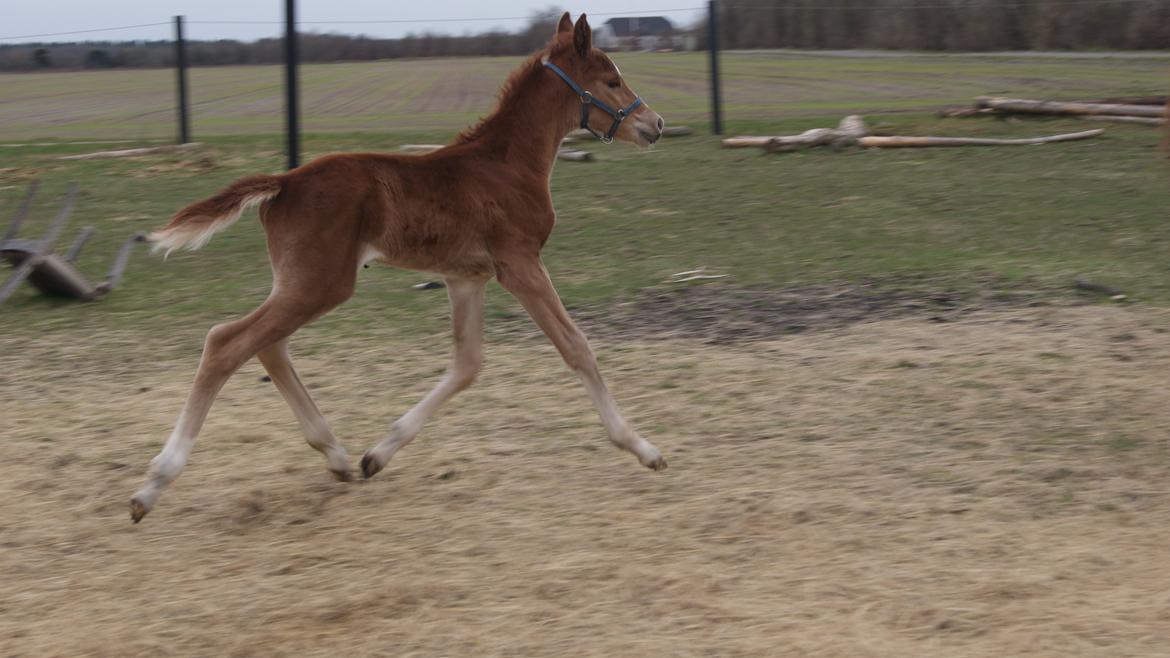 Anden særlig race Lilletværmose gårdens Ravallo billede 8