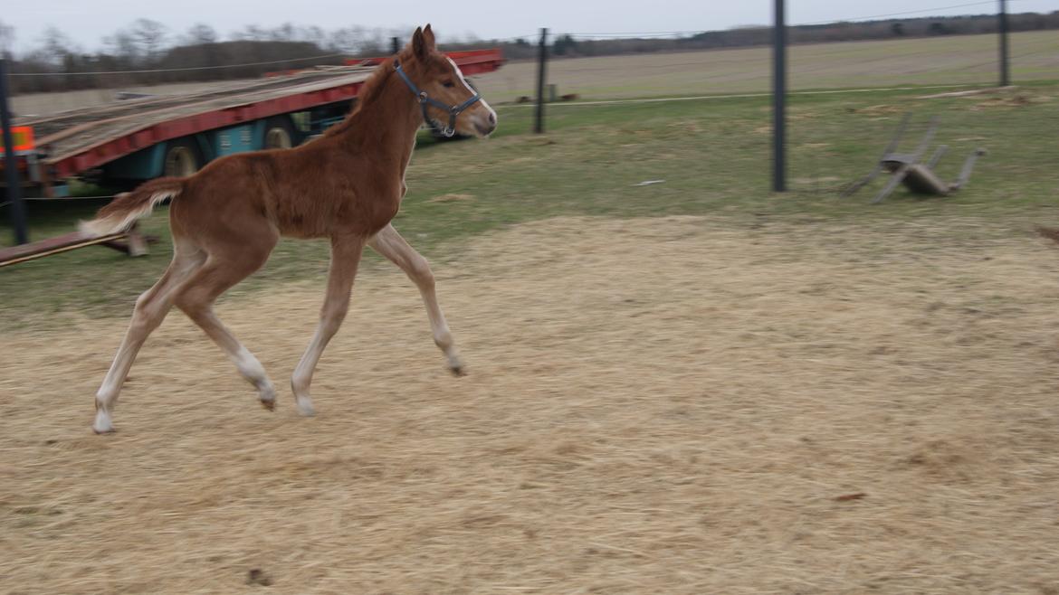 Anden særlig race Lilletværmose gårdens Ravallo billede 9
