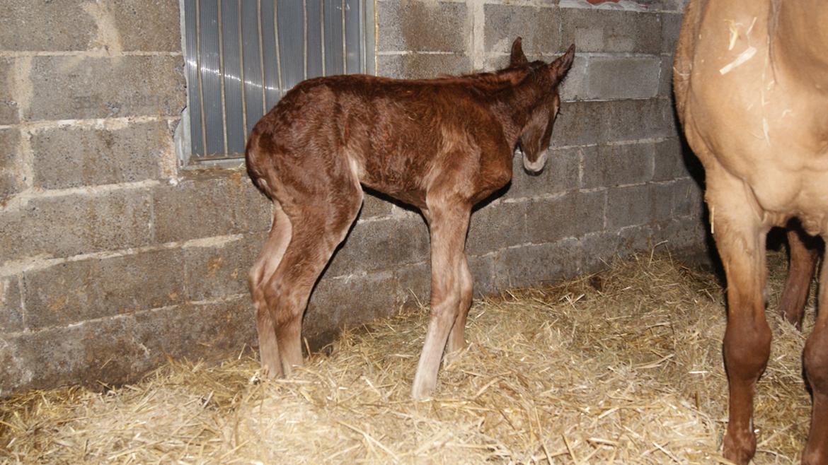 Anden særlig race Lilletværmose gårdens Ravallo billede 10