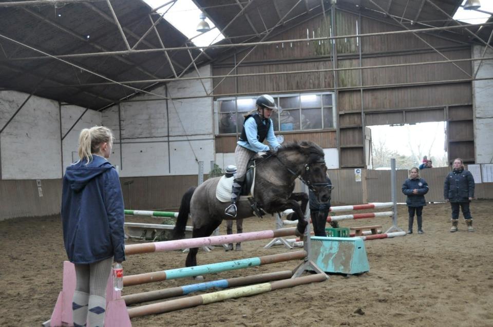 Anden særlig race Malou - Spring ponyen :D
Foto: Katla tror jeg.. billede 3