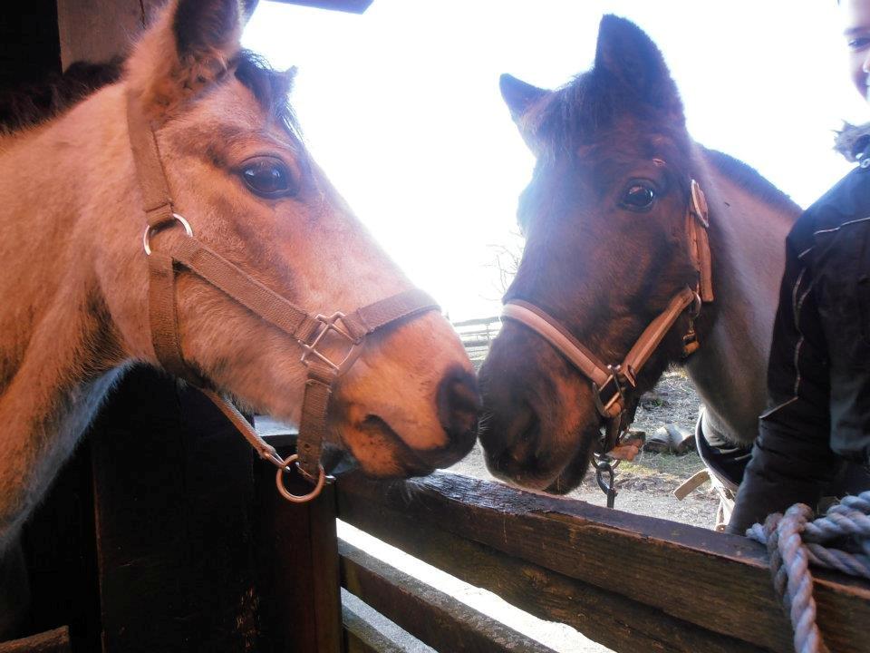 Anden særlig race Malou - Malou og Cosmos! -De er så søde! Foto: Mig billede 4