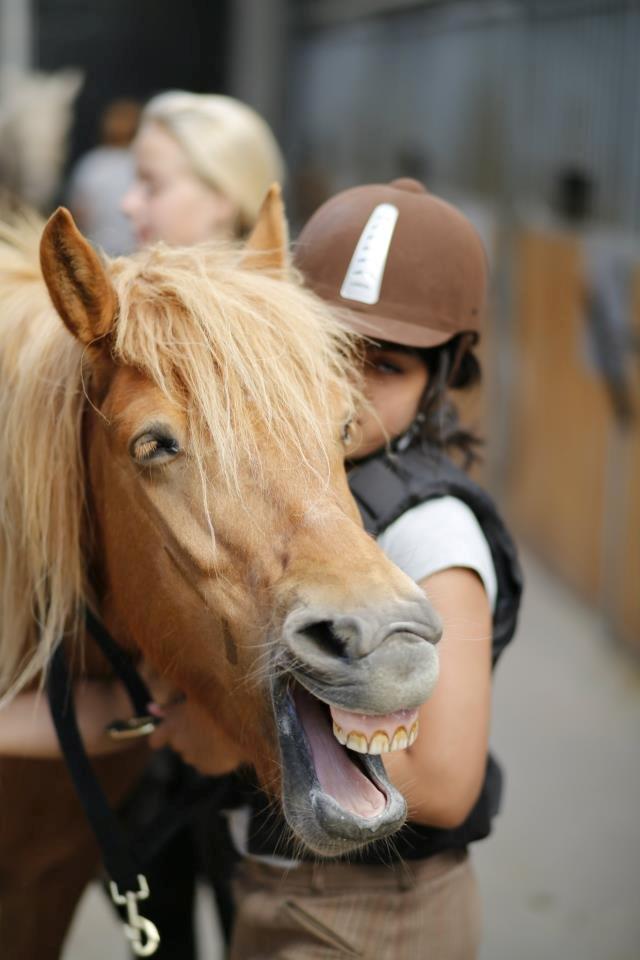 Anden særlig race Alie (HVR) Rideskolepony billede 4