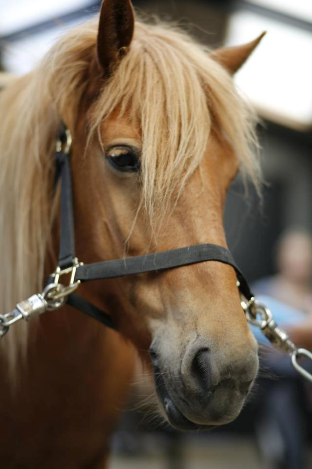 Anden særlig race Alie (HVR) Rideskolepony billede 5