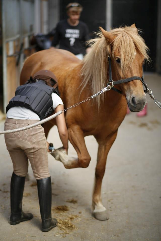 Anden særlig race Alie (HVR) Rideskolepony billede 7