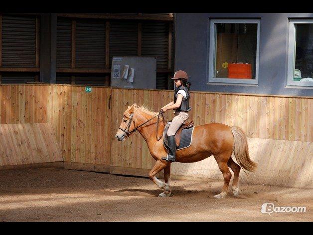 Anden særlig race Alie (HVR) Rideskolepony billede 9