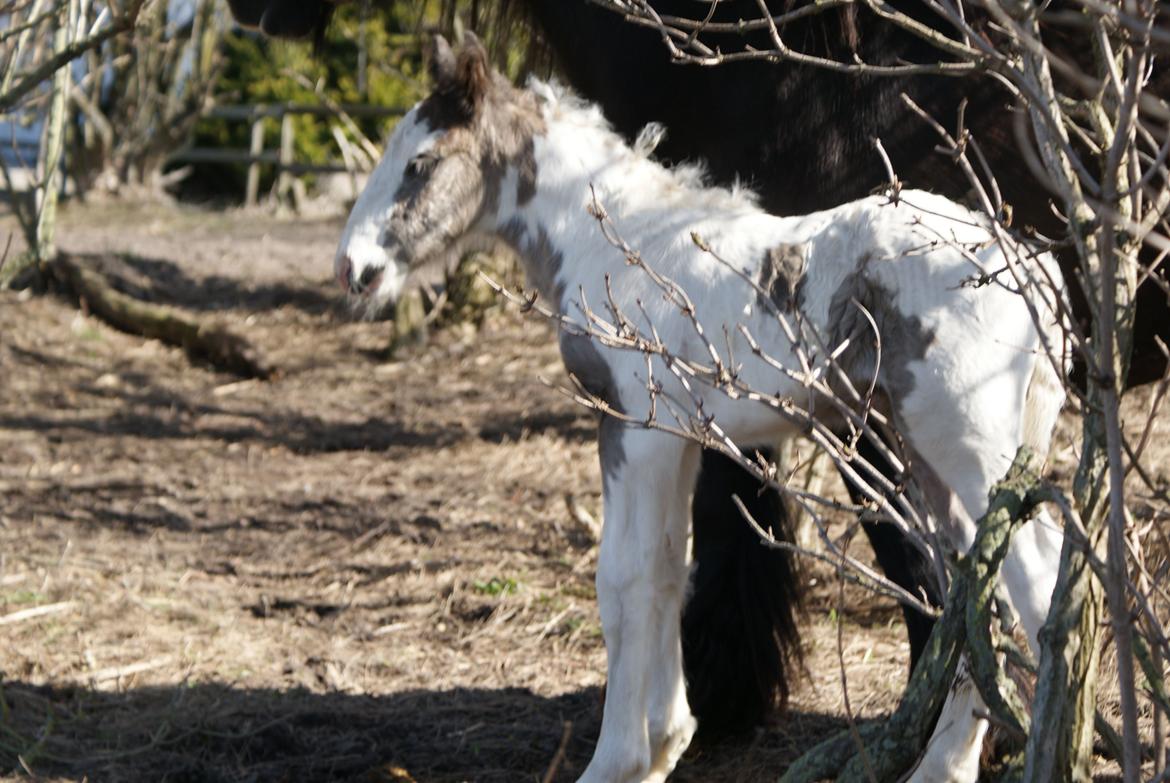 Irish Cob The Price of a Gypsy Fairytale - The Price of a Gypsy Fairytale 36 timer gammel :) 3 tur på folden :) billede 1