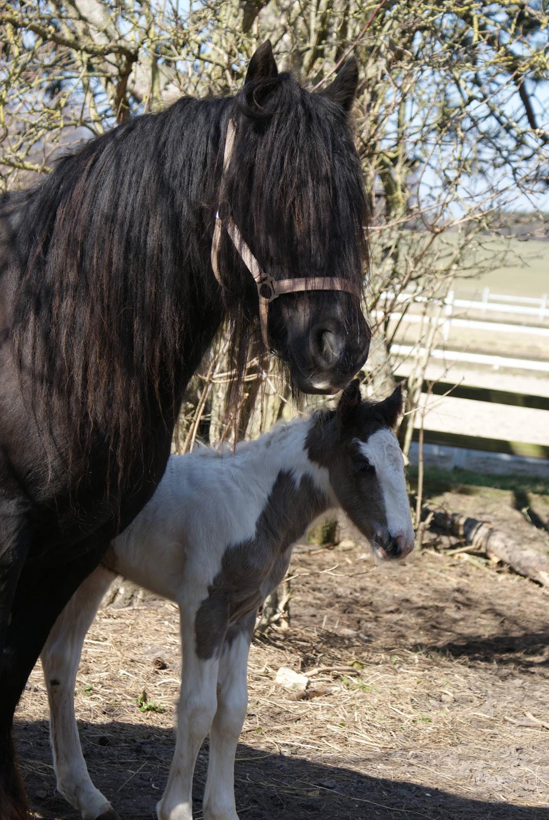 Irish Cob The Price of a Gypsy Fairytale - The Price of a Gypsy Fairytale 36 timer gammel  billede 2