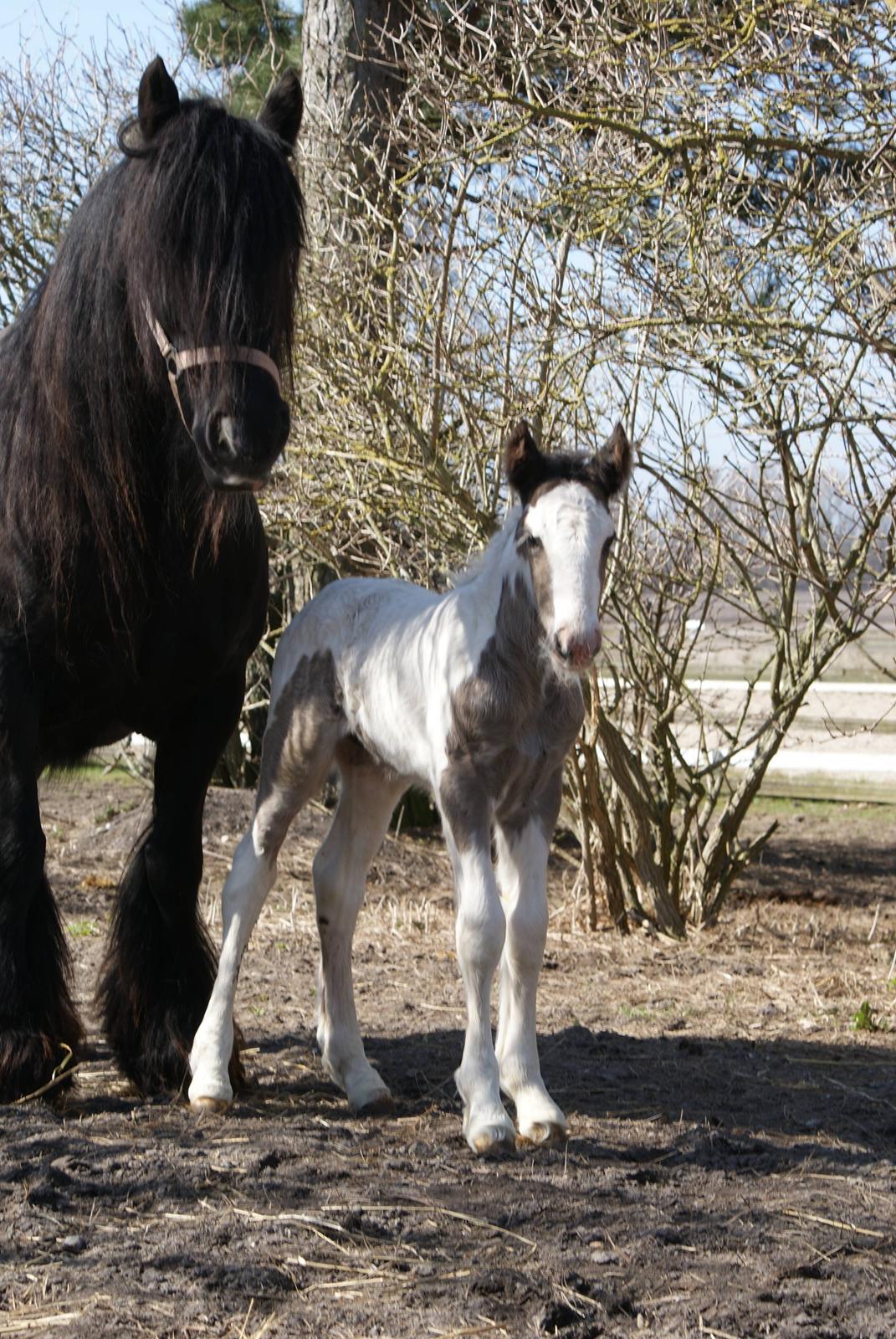 Irish Cob The Price of a Gypsy Fairytale - The Price of a Gypsy Fairytale  billede 3