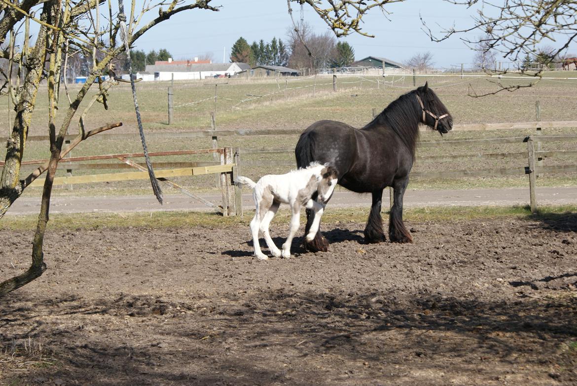 Irish Cob The Price of a Gypsy Fairytale - The Price of a Gypsy Fairytale Det er sjovt at løbe rundt om mor :) billede 4