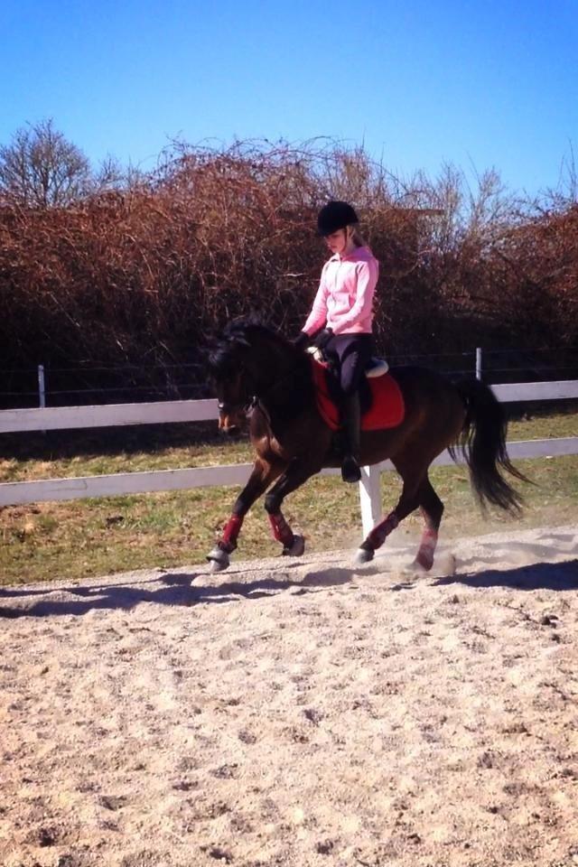 DSP Moonjam´s Mr. Sunshine billede 19