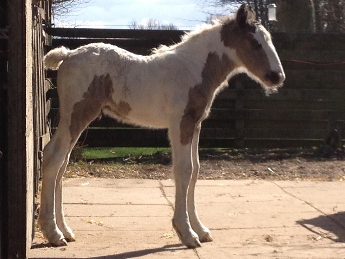 Irish Cob The Price of a Gypsy Fairytale - The Price of a Gypsy Fairytale 
6 dage gammel billede 7