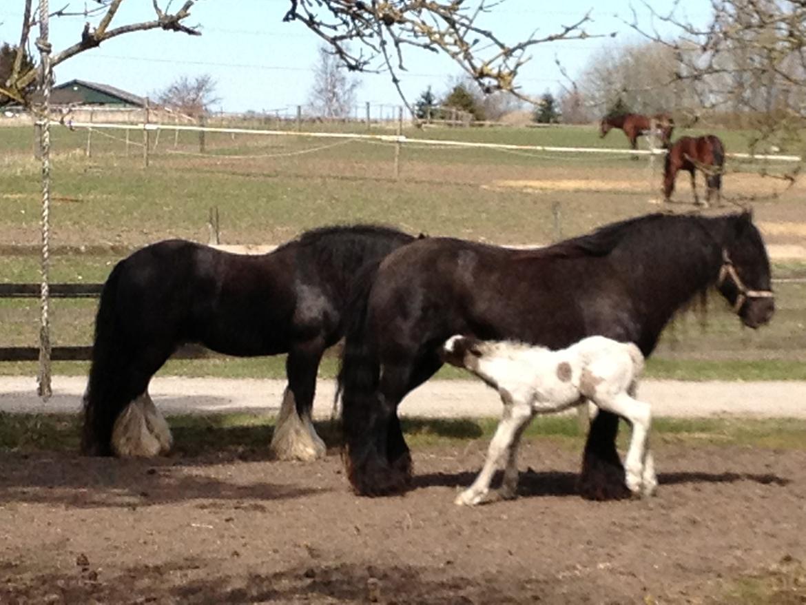 Irish Cob The Price of a Gypsy Fairytale - The Price of a Gypsy Fairytale 6 dage gammel billede 8