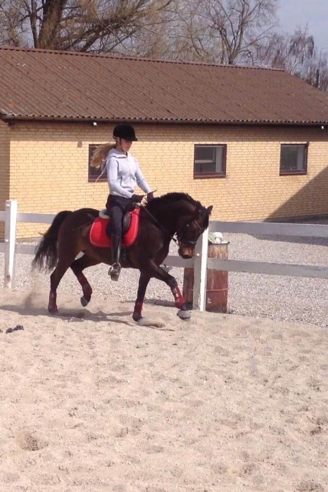 DSP Moonjam´s Mr. Sunshine billede 20