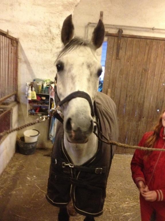 Irsk Sportspony Mr Blue Sky (Mister) billede 15