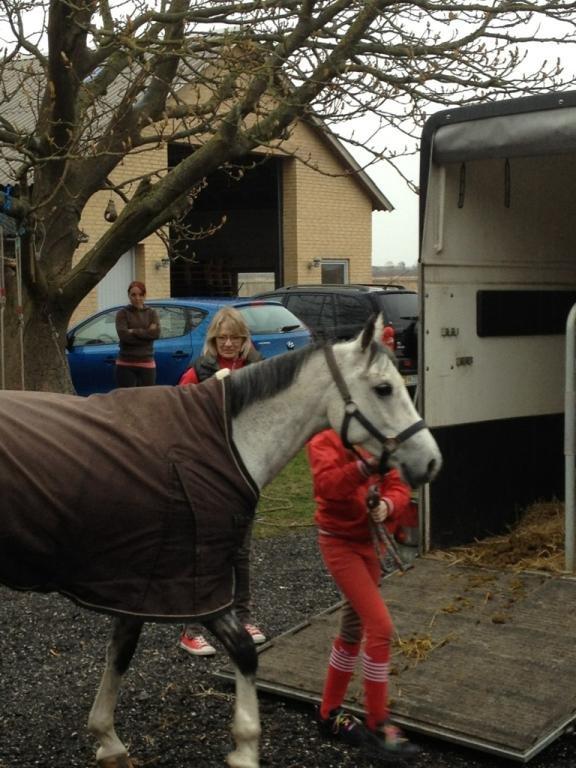 Irsk Sportspony Mr Blue Sky (Mister) billede 13