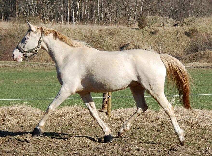 Tysk Sportspony Fyrstinde Feodora billede 11