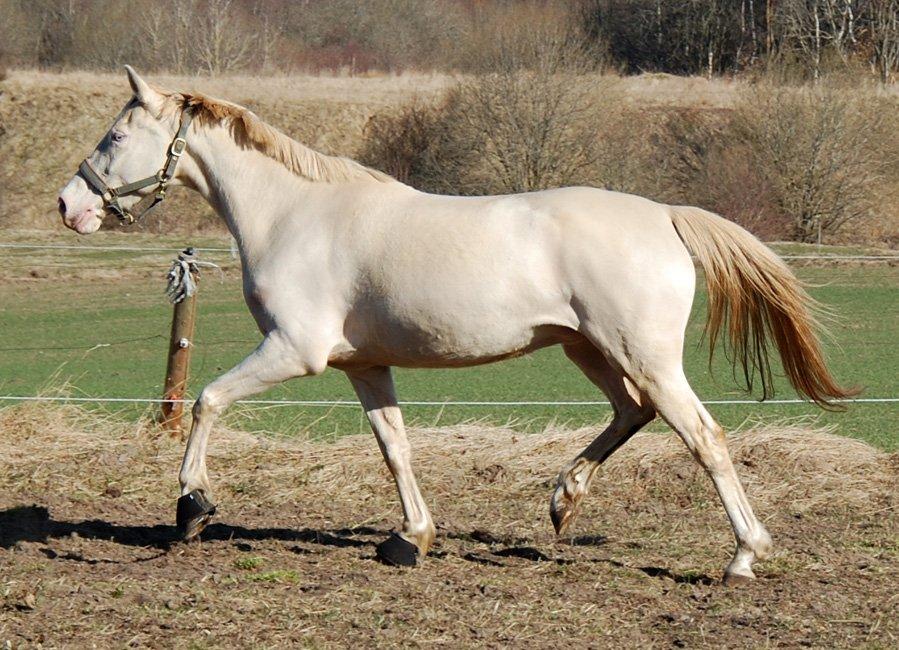 Tysk Sportspony Fyrstinde Feodora billede 10