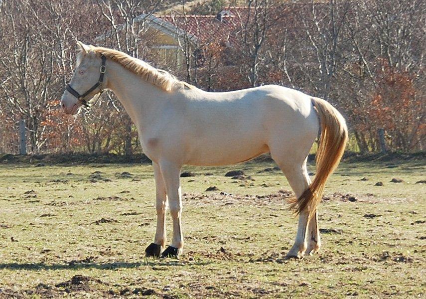 Tysk Sportspony Fyrstinde Feodora billede 12
