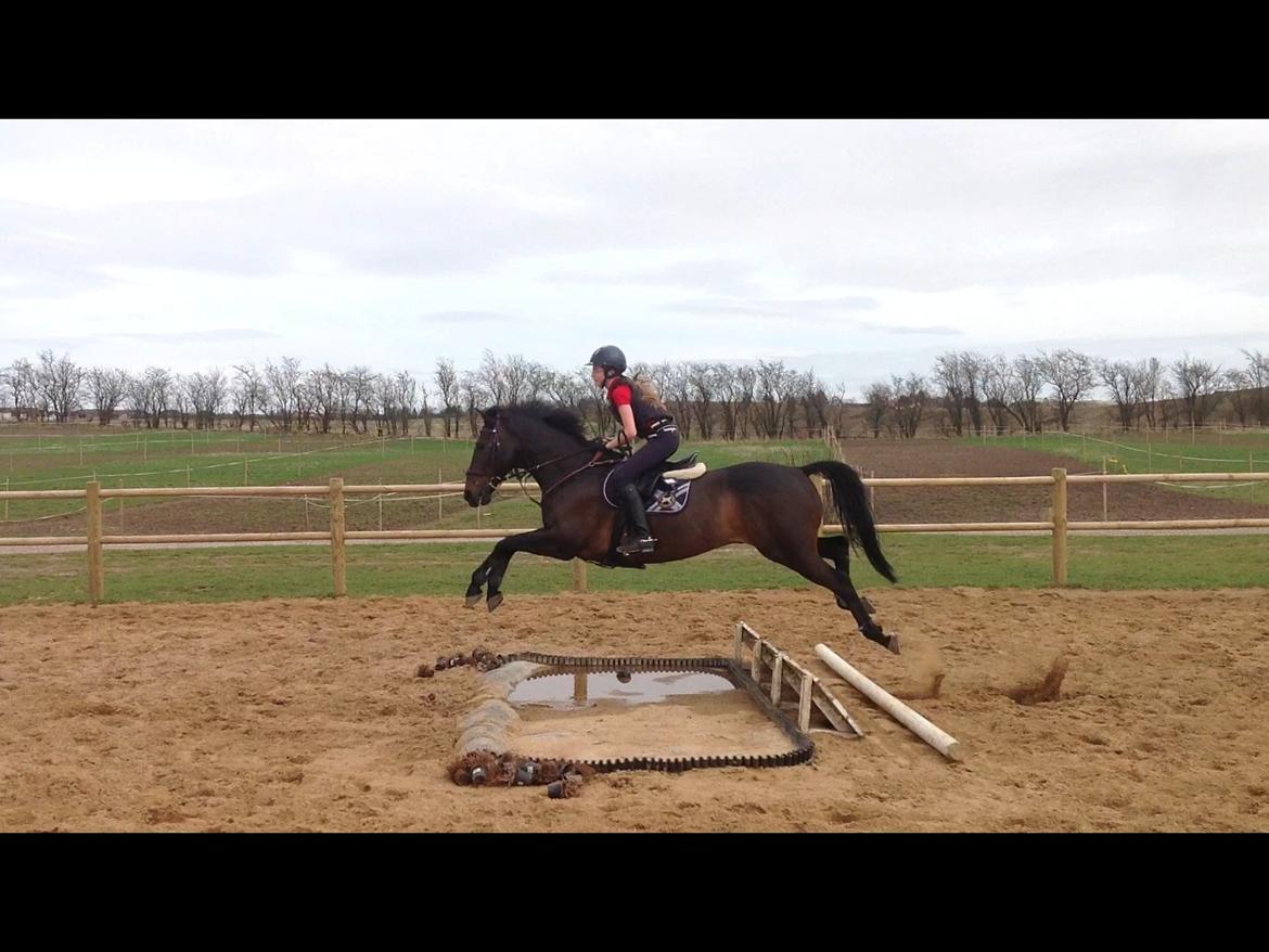 Irsk Sportspony Ebonys Star billede 14