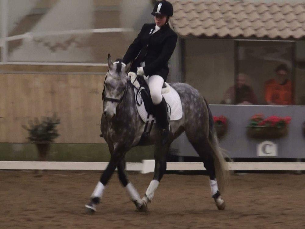 New Forest Saxenhøj's Joakim billede 13