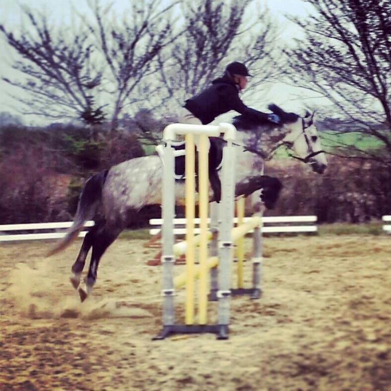 New Forest Saxenhøj's Joakim billede 17