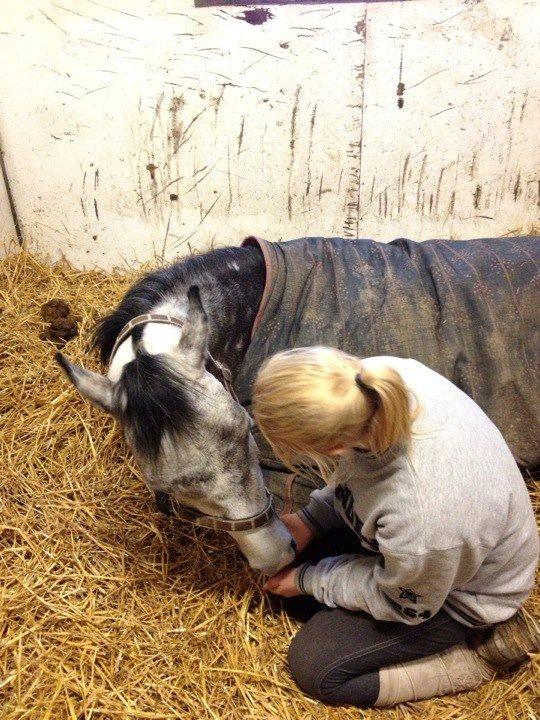 New Forest Saxenhøj's Joakim - Jeg ville ØNSKE jeg ku fortælle dig hvor meget du betyder !  billede 19