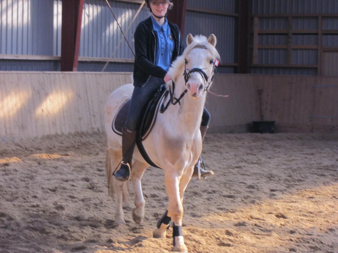 Welsh Pony (sec B) Sundance - Jeg savner dig ubeskriveligt meget, jeg glemmer dig aldrig, ingen kan erstatte vores bånd eller den plads du har i mit hjerte! <3 billede 19