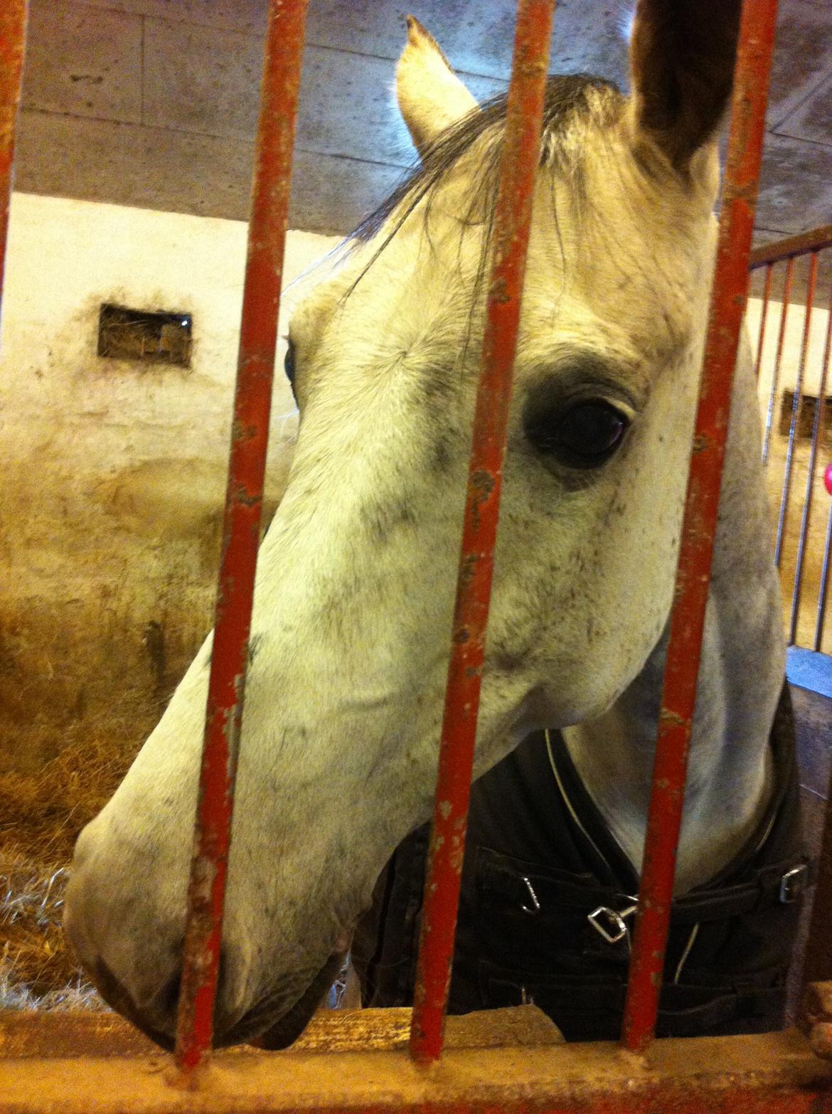 Irsk Sportspony Mr Blue Sky (Mister) billede 12