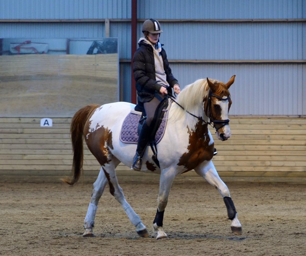 Anden særlig race Jasmin - Min lille dressurhest (foto: Josephine Blossfeld) billede 5