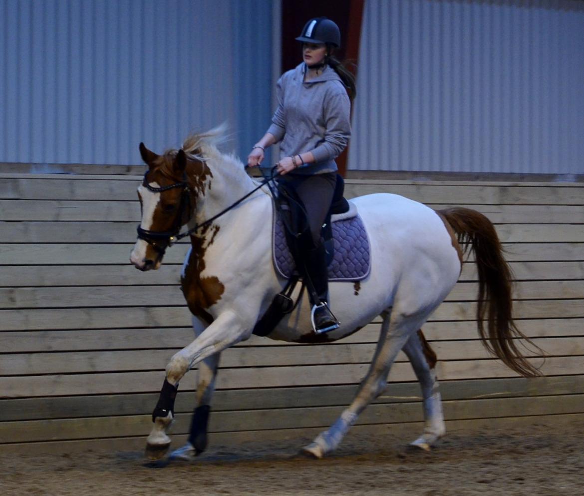 Anden særlig race Jasmin - Galop (foto: Josephine Blossfeld) billede 15