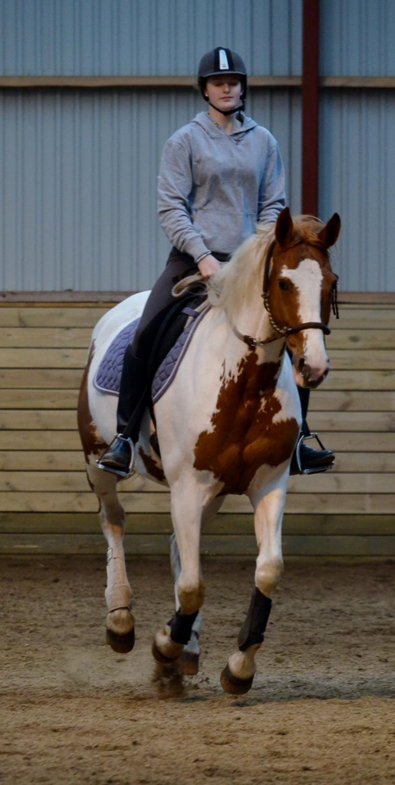 Anden særlig race Jasmin - Galop i rebgrimen. <3 (foto: Josephine Blossfeld) billede 18