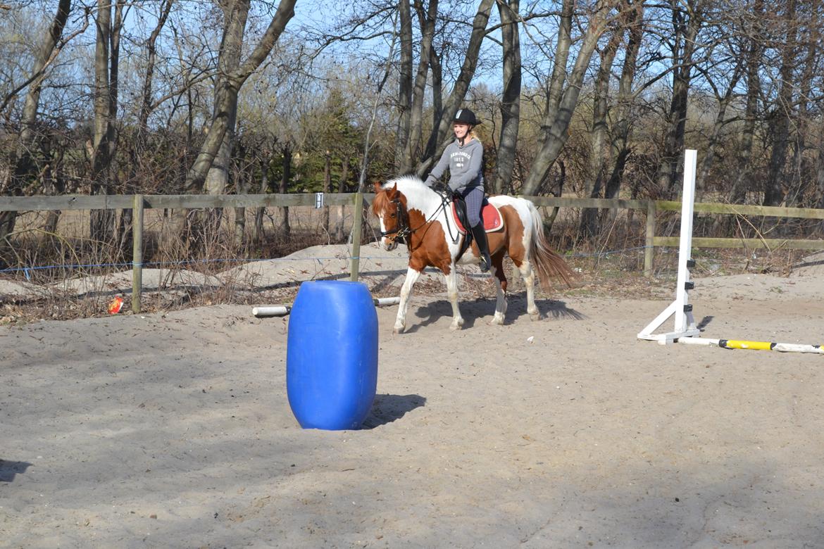 Pinto Blade - Så flot han kan gå <3 <3 <3 billede 11