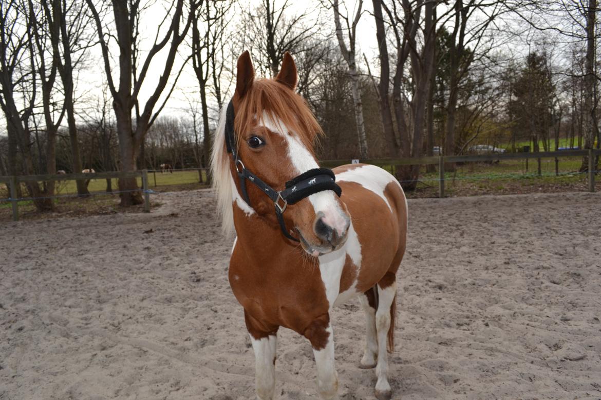 Pinto Blade - Min flotte pony <3 <3 <3 <3 <3 <3 billede 12