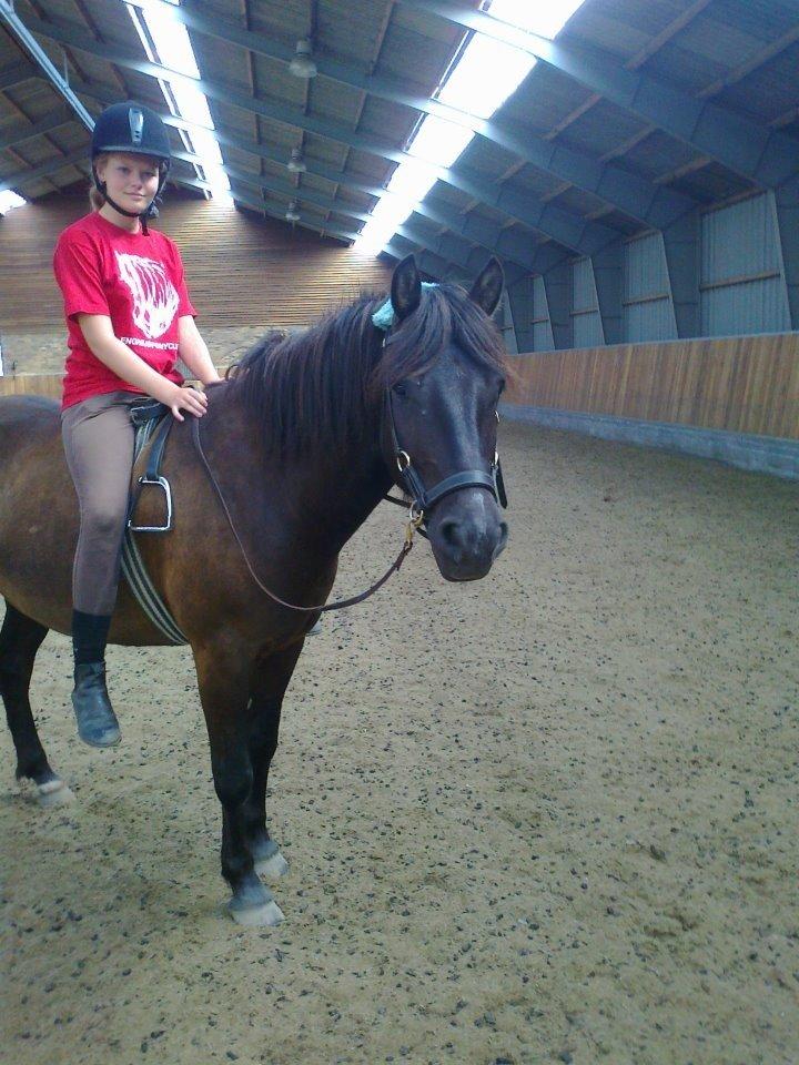 Anden særlig race Beauty [Elevpony] - HMS undervisning med min lille Bob<3 Han var super dygtig! billede 10