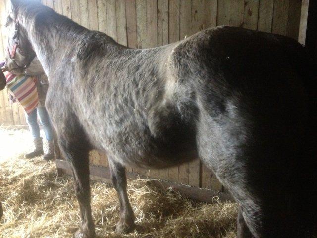 Knabstrupper Hyben - Hyben, som hun så ud første gang, vi mødte hende billede 1
