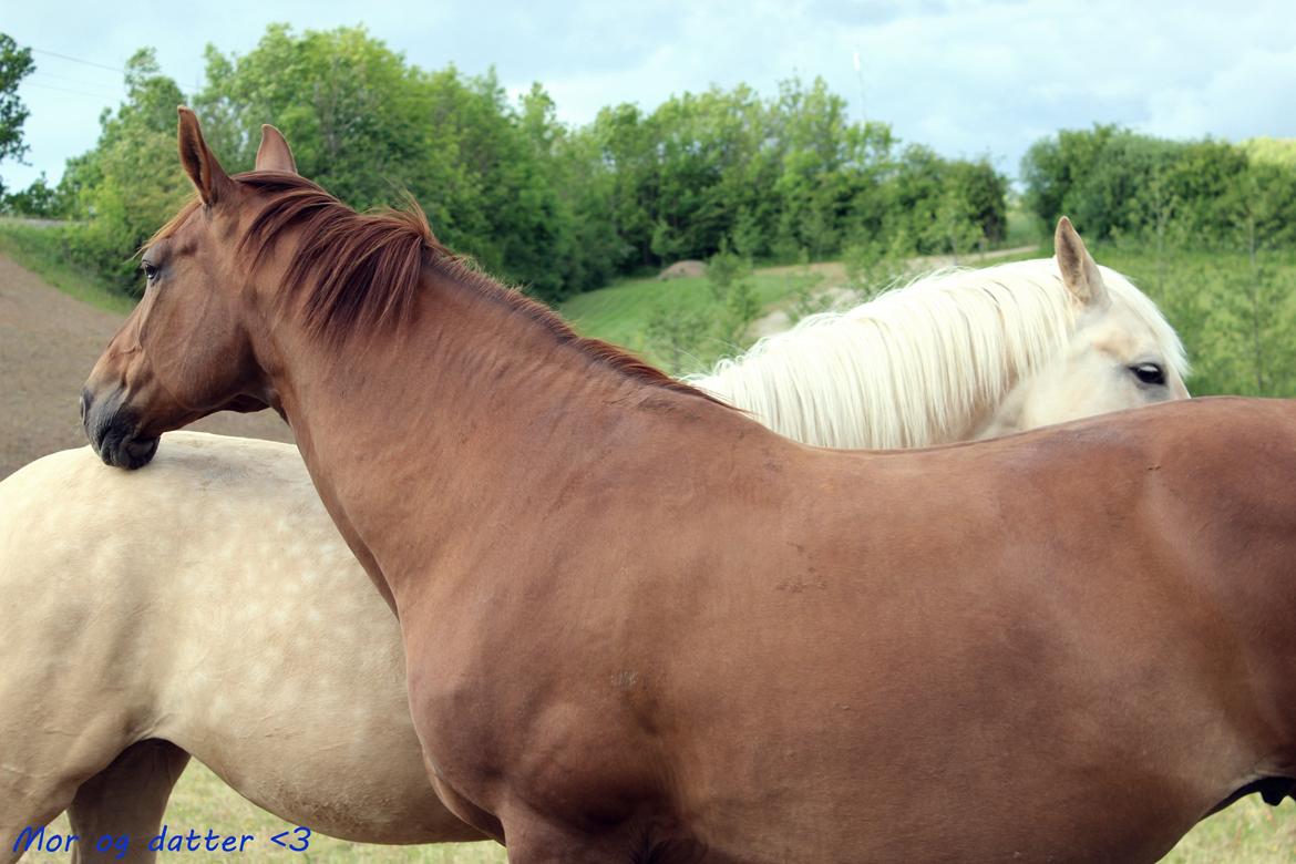 Dansk Varmblod Tjørnelunds Briggi-light billede 11
