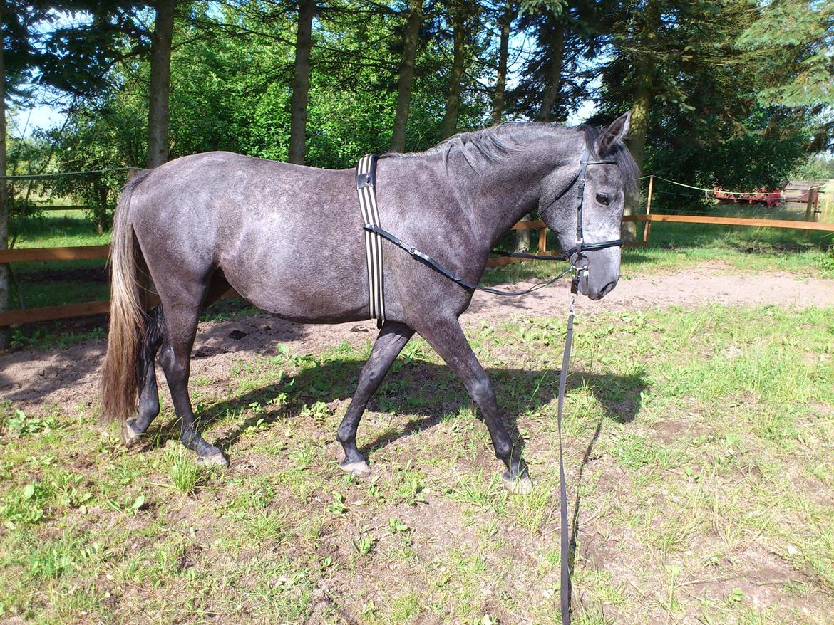 Lipizzaner Fantasia - 290 - 26-6-2012 billede 2