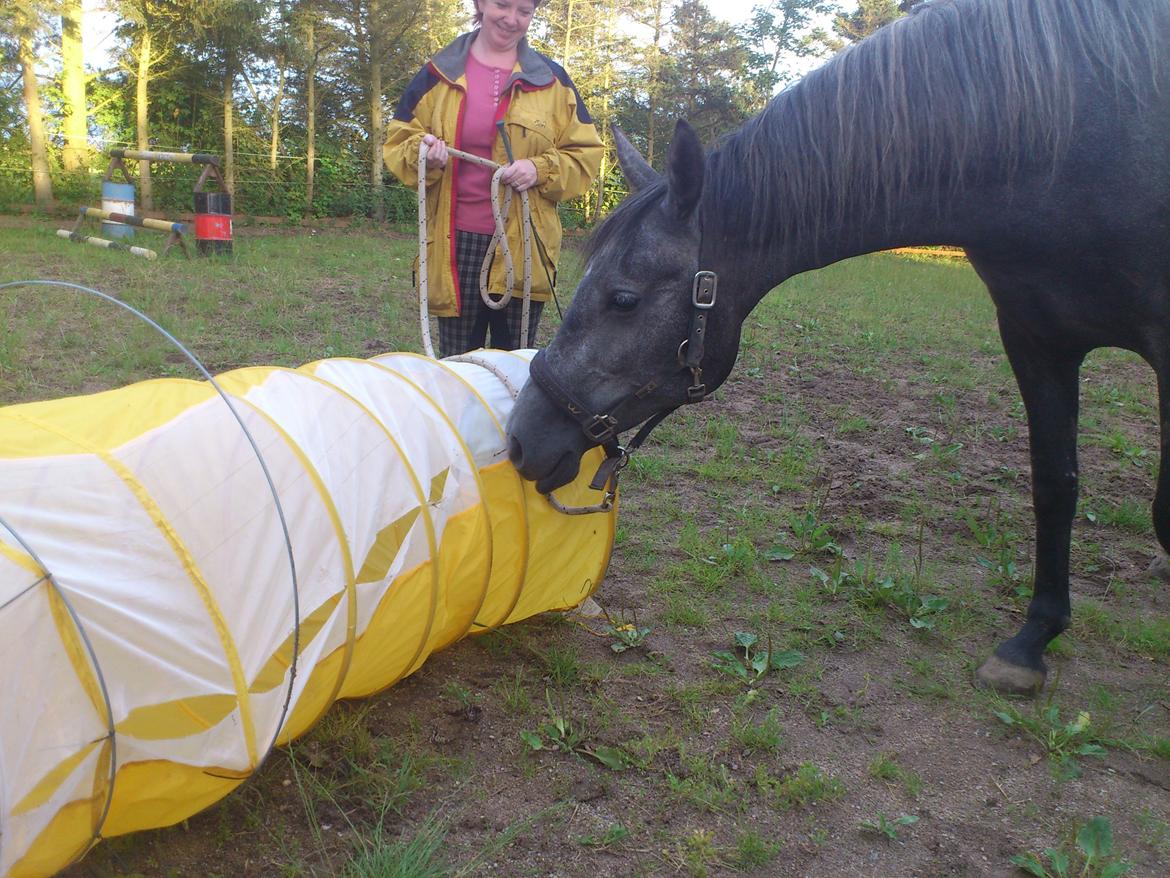 Lipizzaner Fantasia - 290 - 13-07-2012 billede 4