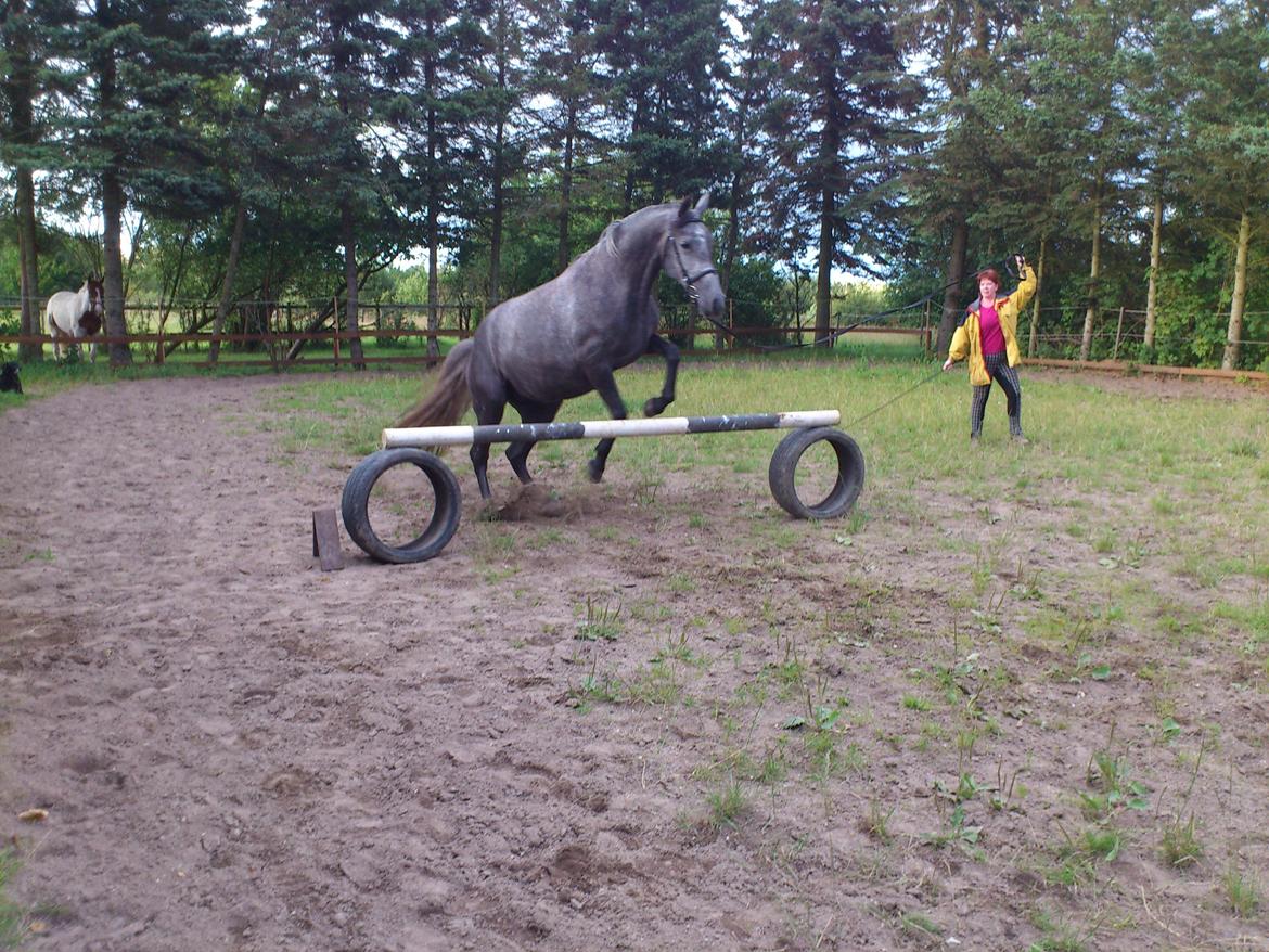 Lipizzaner Fantasia - 290 - 17-07-2012 billede 5