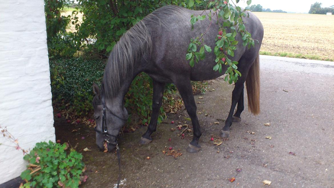 Lipizzaner Fantasia - 290 - På blomme rov 04-09-2012 billede 6