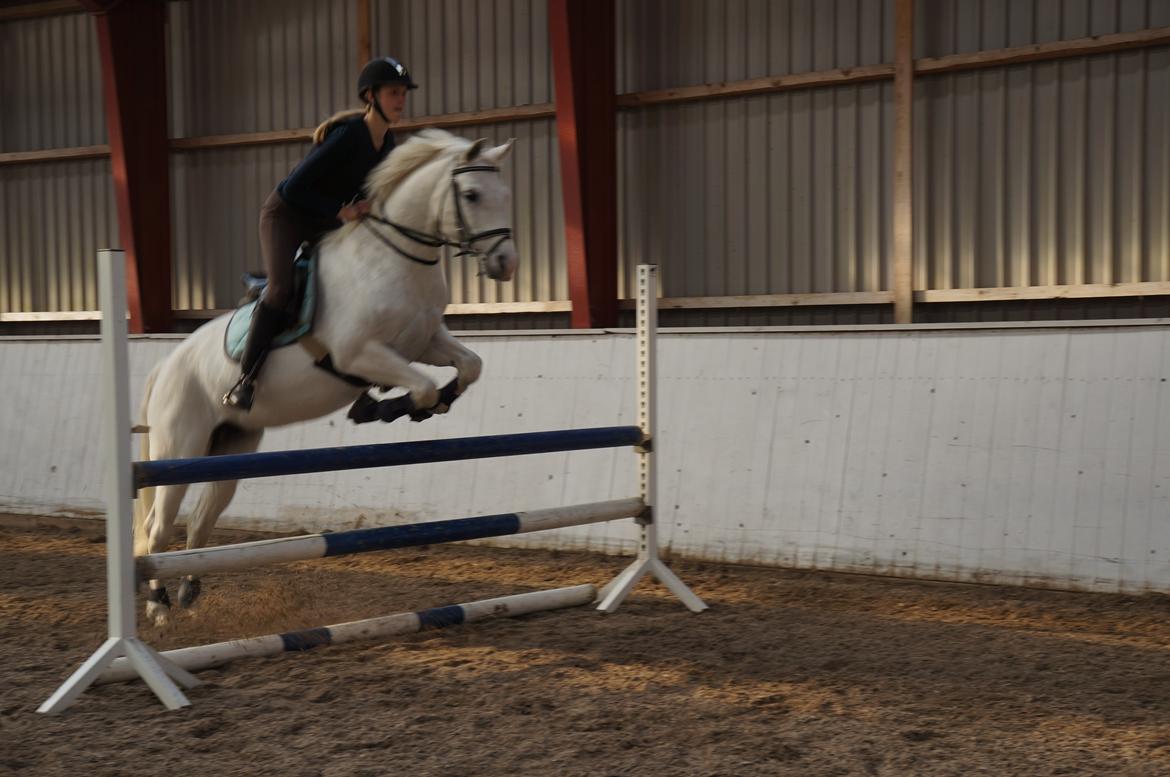 Connemara Fiona Hedelund - Den bedste <3 - Fantastiske pony <3  billede 19