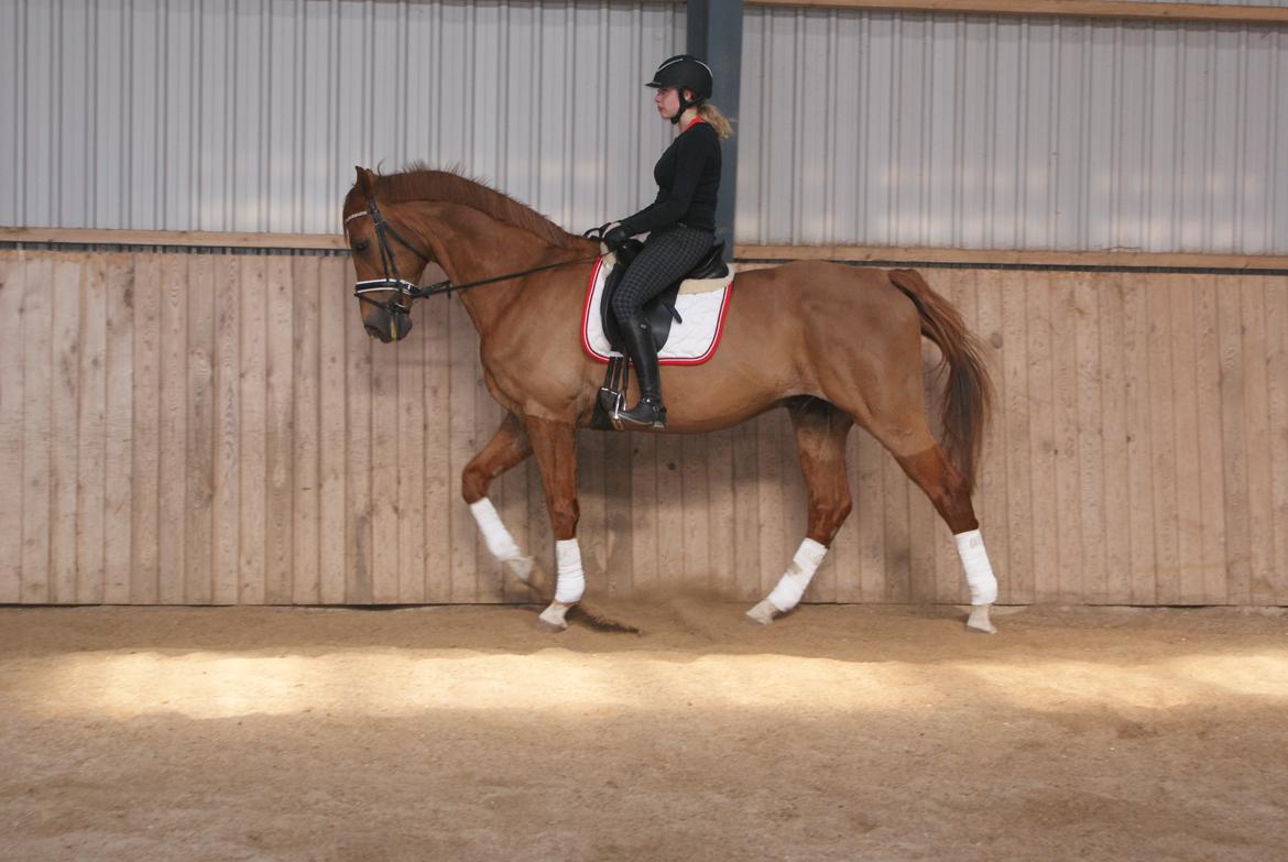 Dansk Varmblod Reggae solgt - Velkommen til Reggae´s profil billede 1