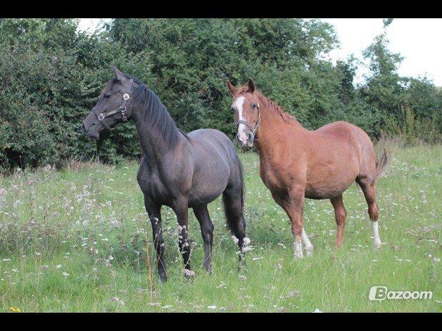 Lipizzaner Fantasia - 290 - Fanny og Tano (min gamle lipizzaner) august 2010 billede 7