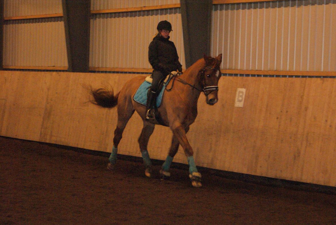 Dansk Varmblod Reggae solgt billede 3