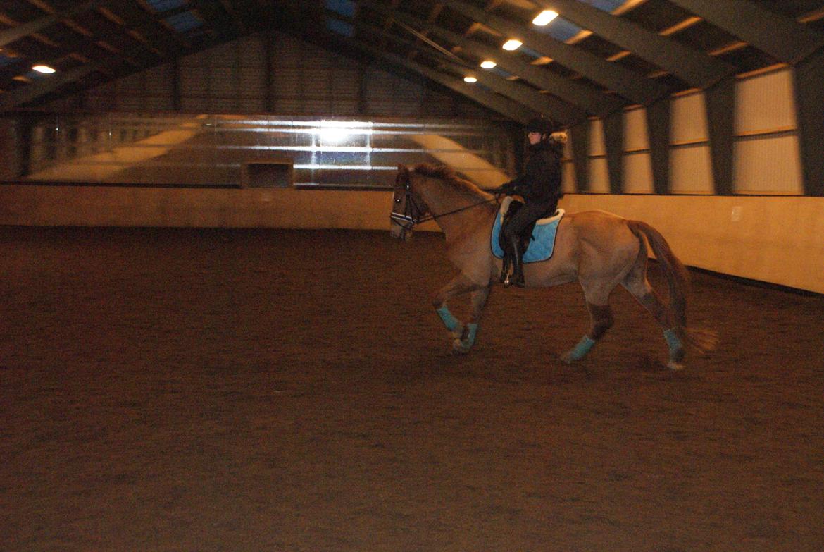 Dansk Varmblod Reggae solgt billede 4