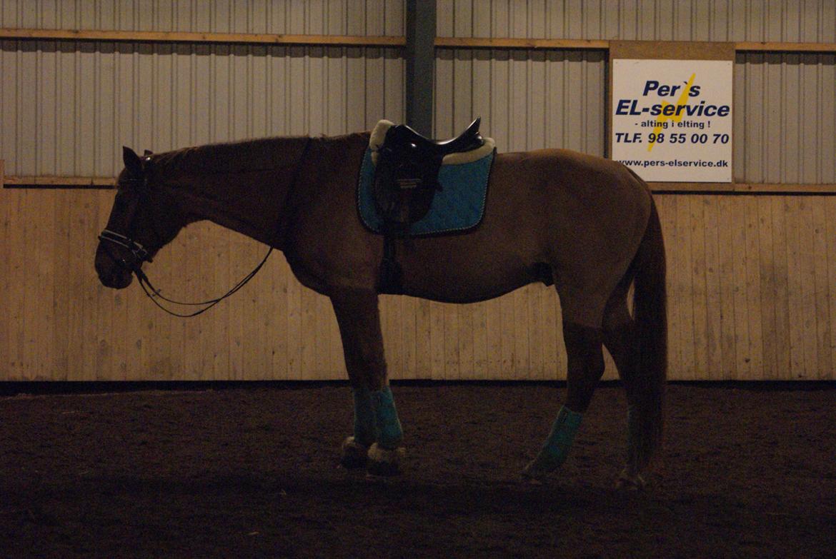 Dansk Varmblod Reggae solgt billede 5