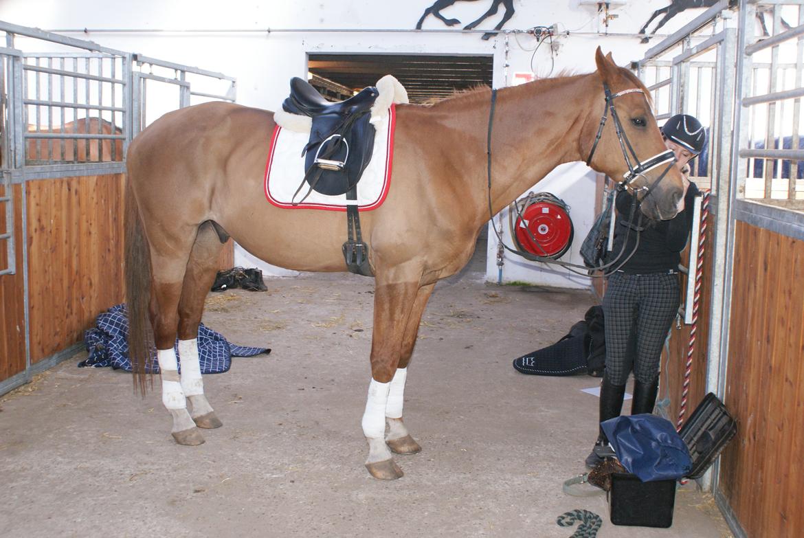 Dansk Varmblod Reggae solgt billede 6